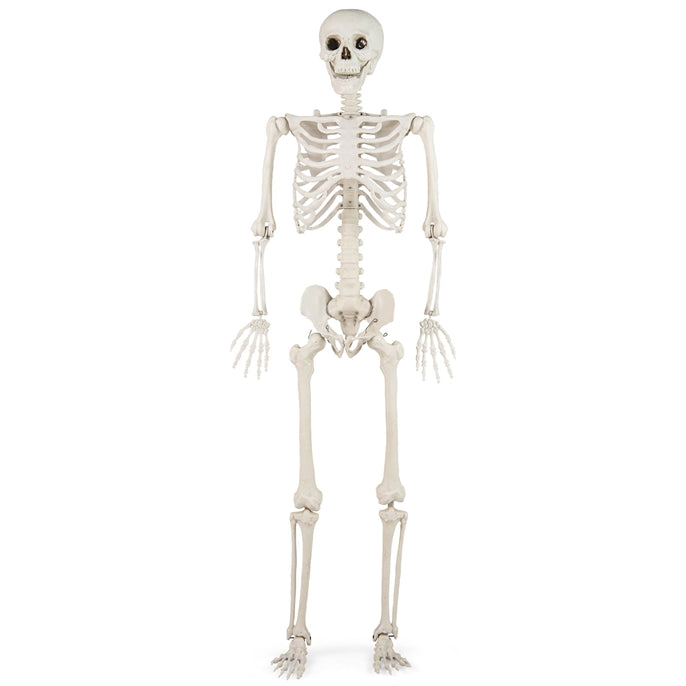 5.4 FT Halloween Skeleton Decoration, Life Size Large Skeleton with Posable Joints